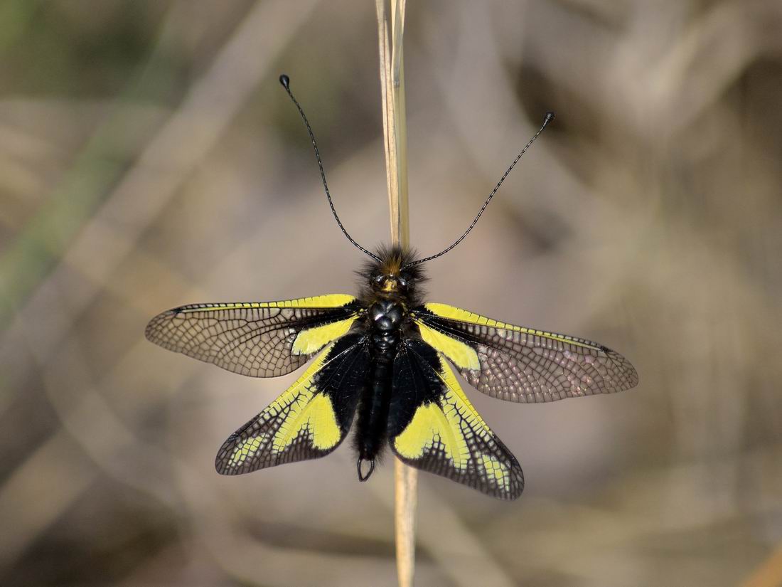 Libelloides coccaius