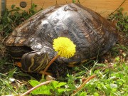 Trachemys scripta scripta