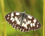 Melanargia galathea