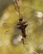 Libellula depressa-giovane-giu17