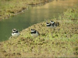 Charadriidae