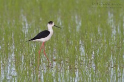 Cavaliere d'Italia	Himantopus himantopus	Black-winged Stilt