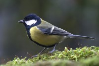 Cinciallegra	Parus major	Great Tit