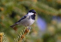 Cincia mora	Periparus ater	Coal Tit