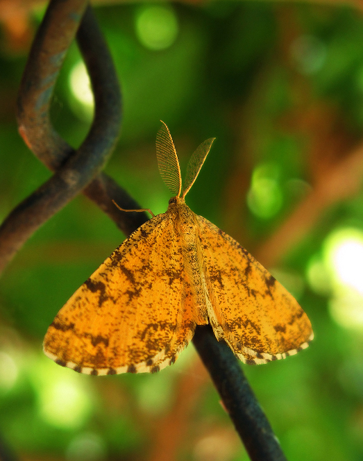 Ematurga atomaria