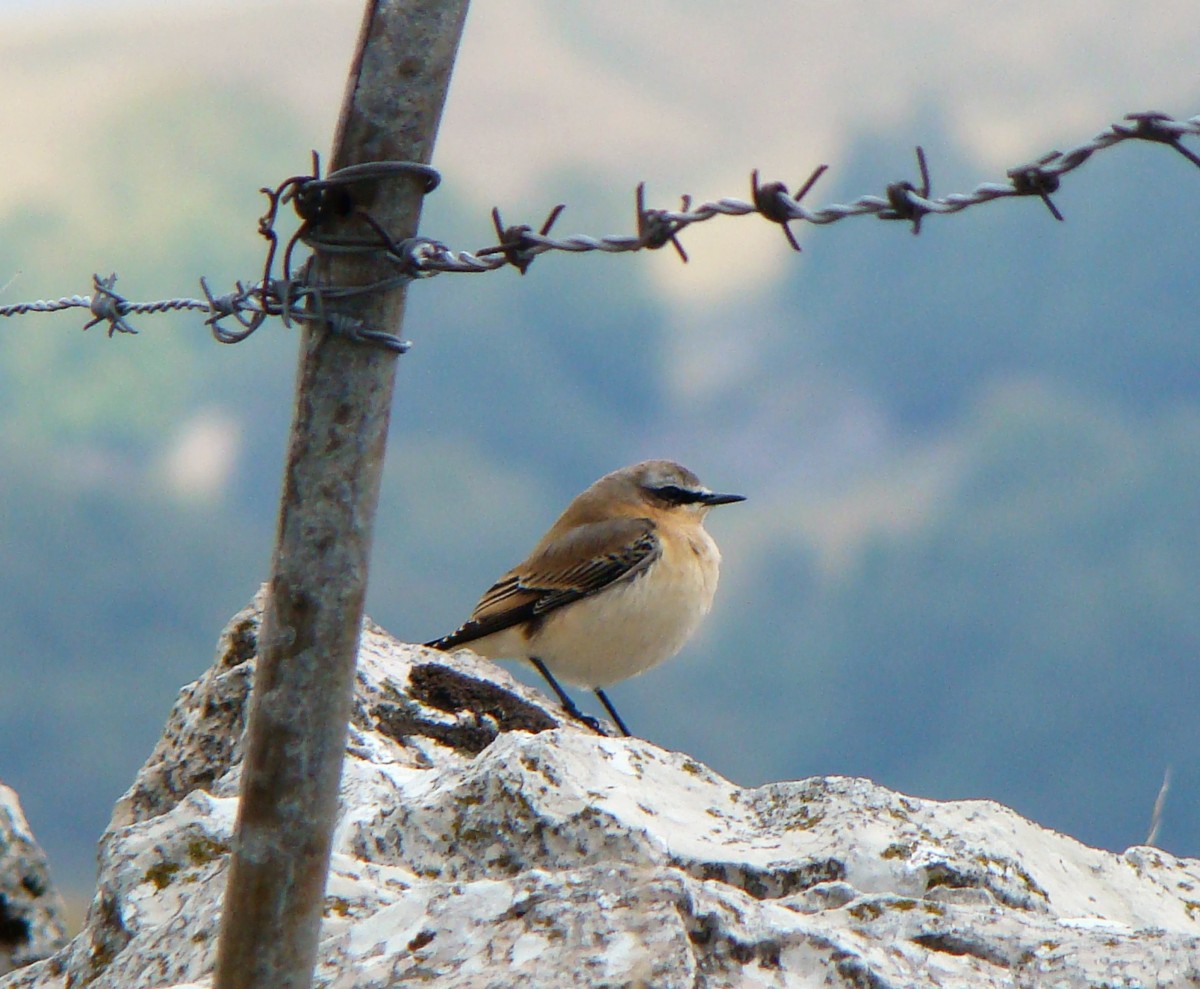 culbianco Vallene 9 settembre 17 (6)