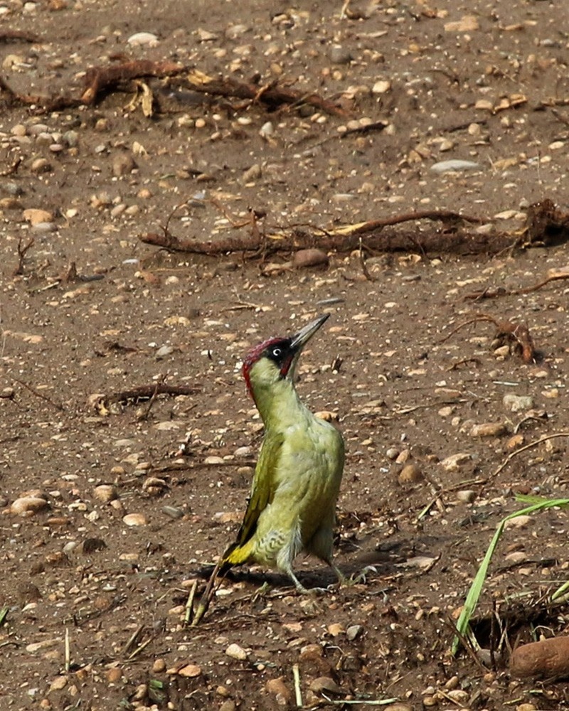 02-picchio verde-sett2017