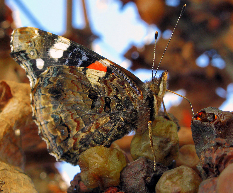 Vanessa atalanta 1