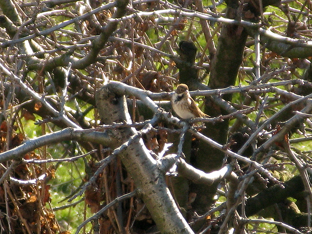 Migliarino di palude