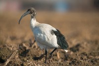 ibis