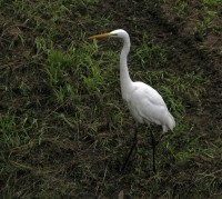 Airone bianco maggiore