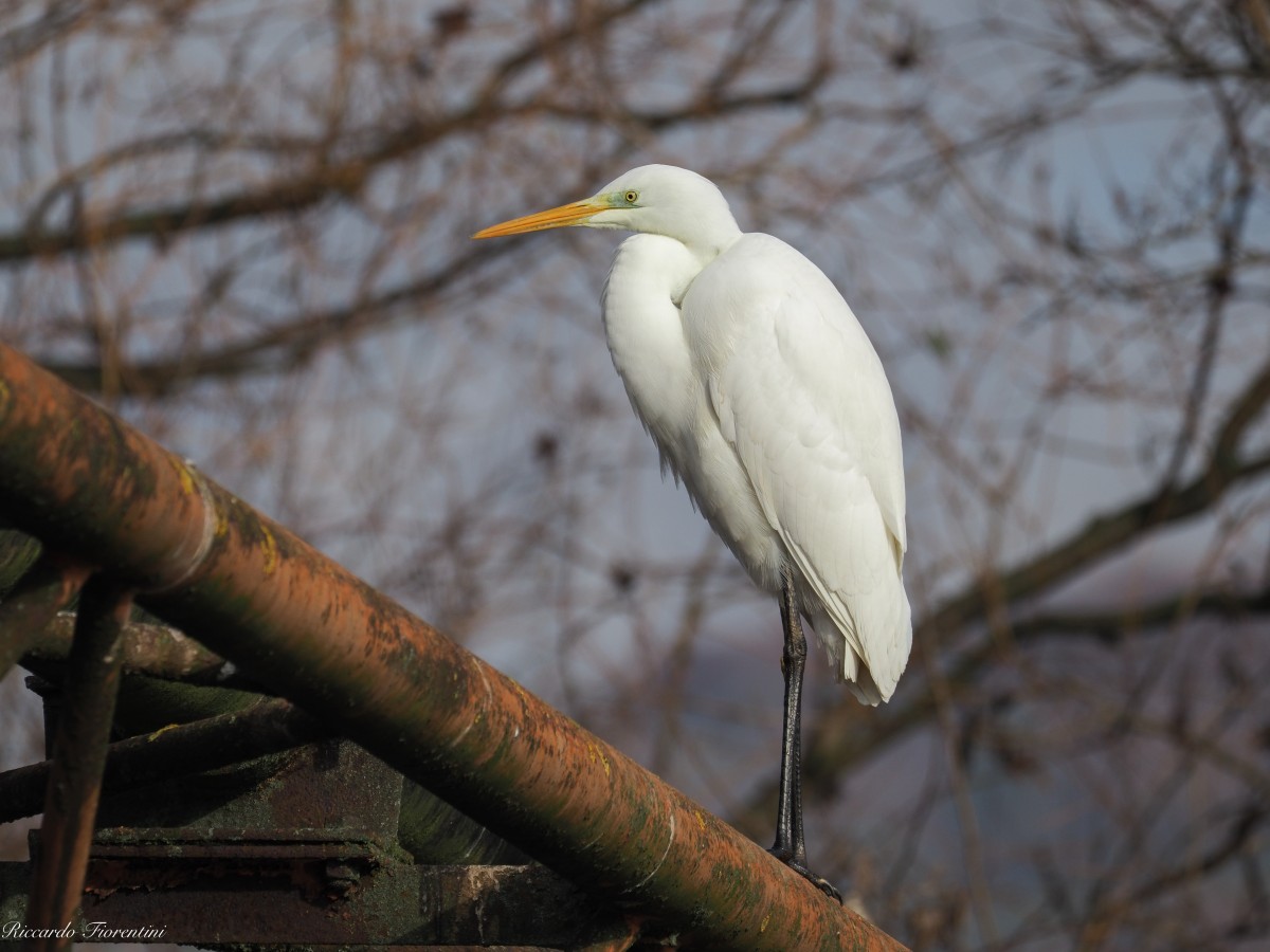 Airone bianco maggiore