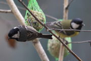 Birdgardening