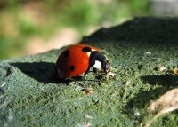 Coccinella comune septempunctata