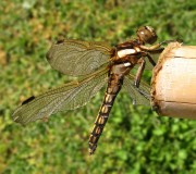 Orthetrum albistylum / Frecciazzurra puntabianca