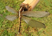 Frecciazzura puntabianca - Orthetrum albistylum