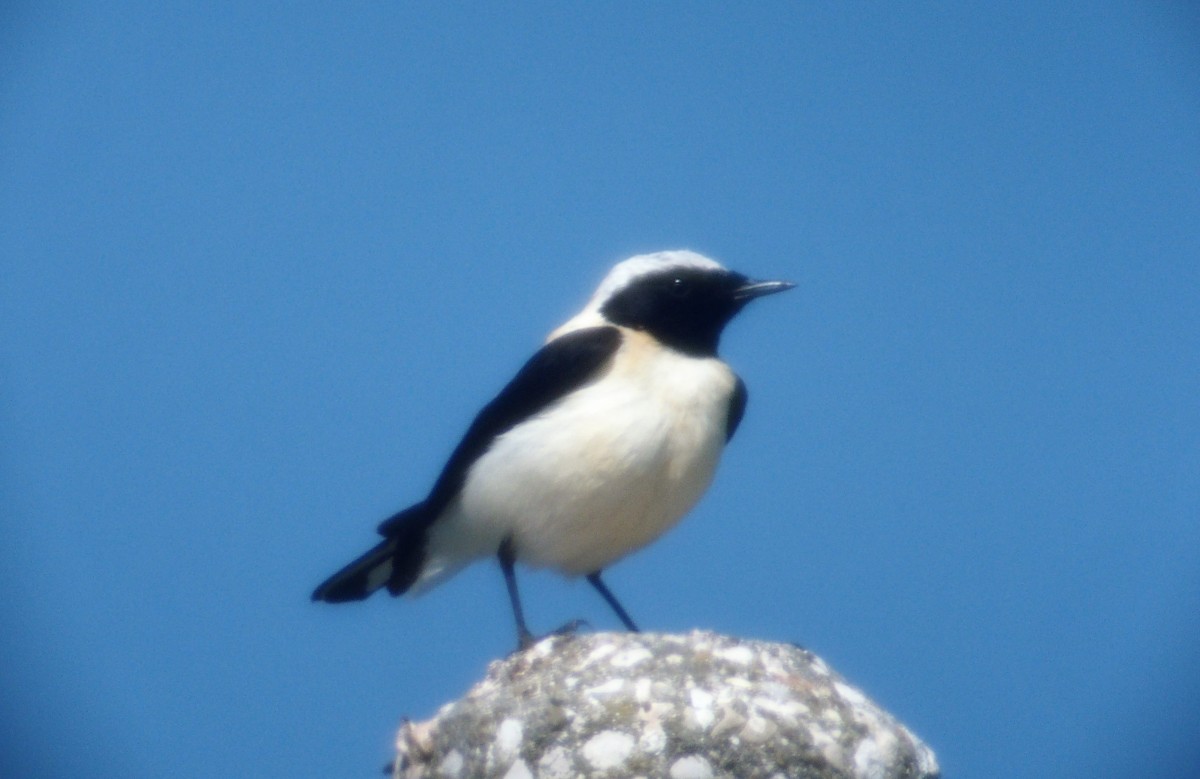 Monachella • Black-eared Wheatear