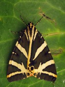 Euplagia quadripunctaria 