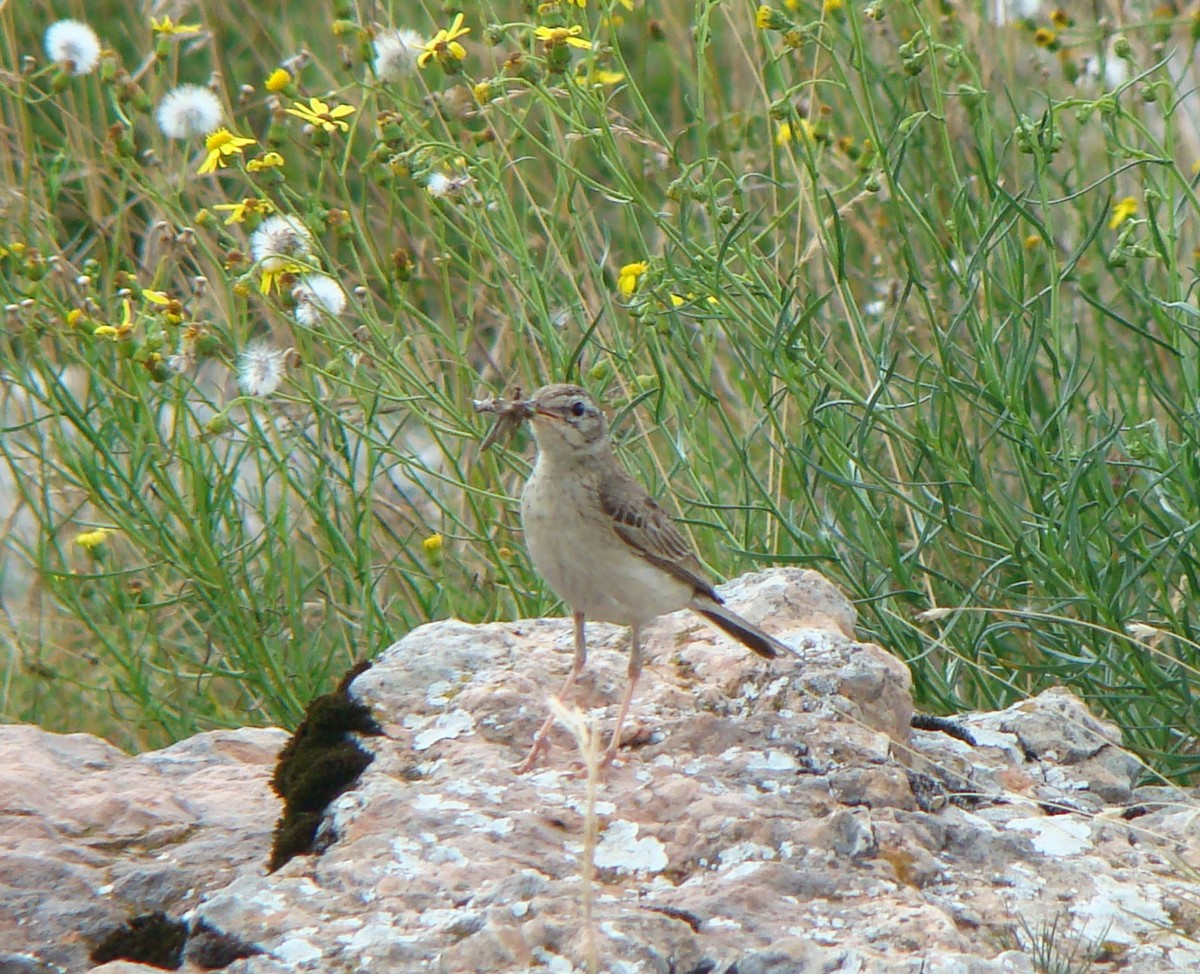 calandro ad.  Vallene 12 agosto 18 (5)