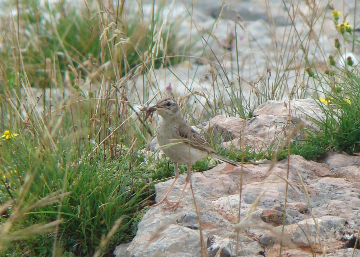 calandro ad.  Vallene 12 agosto 18 (6)