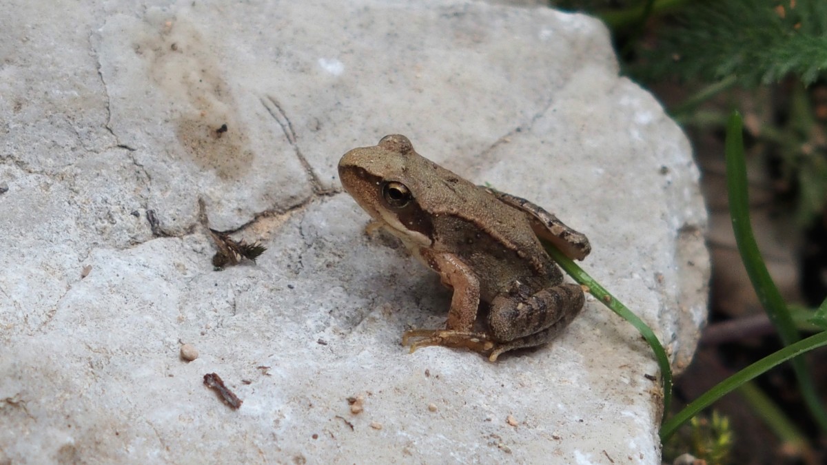 rana dalmatina (agile) Vallene 22 luglio 18 (3)