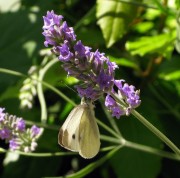 Pieris mannii