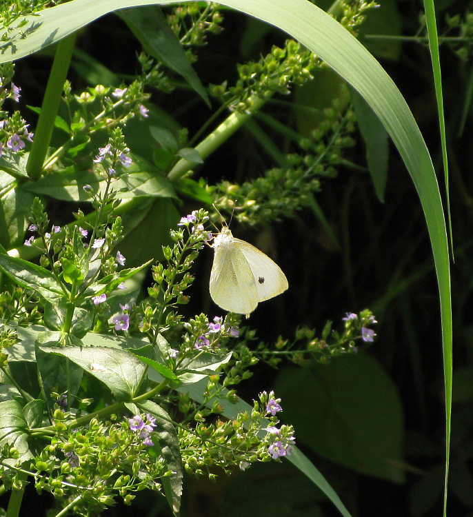 Pieris rapae