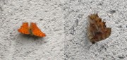 Polygonia egea