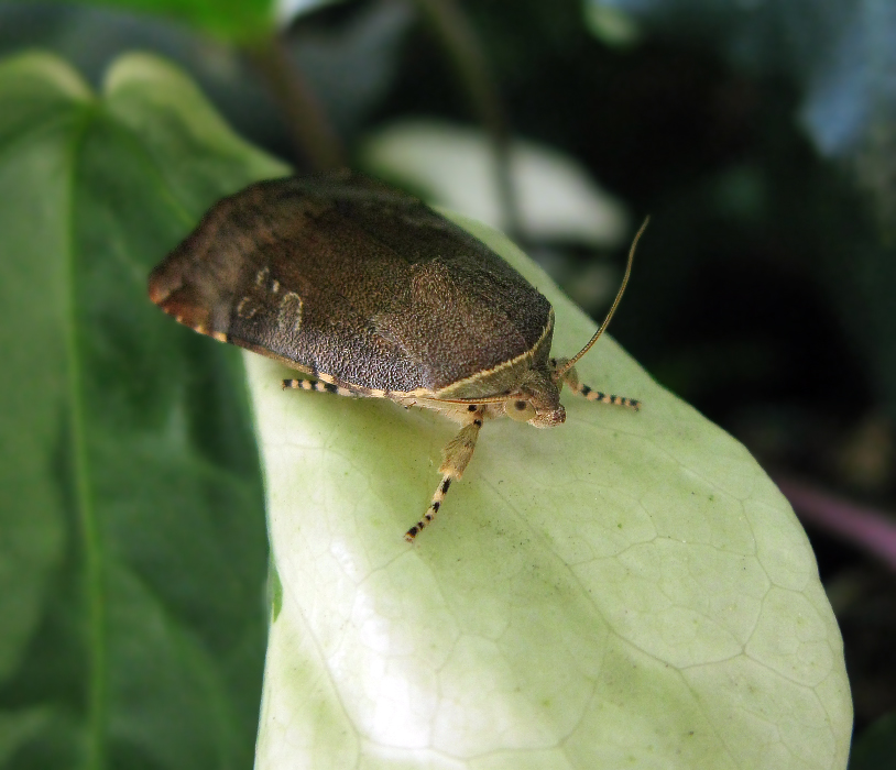 Noctua janthina