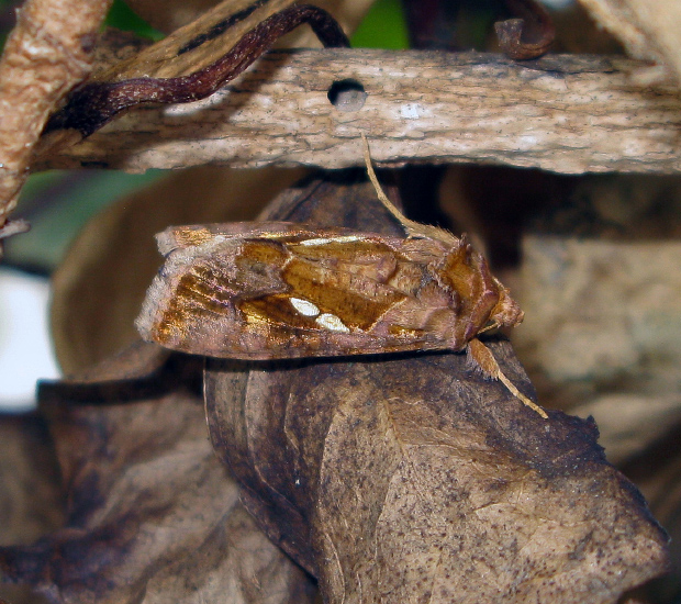 Chrysodeixis chalcites