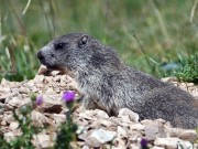 Marmotta sul M.Baldo