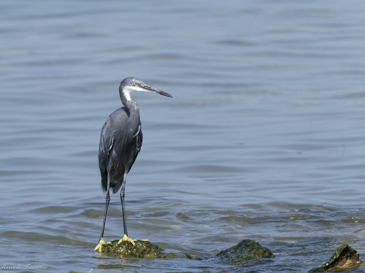 Airone schistaceo - Lazise (nautica Casarola)-1