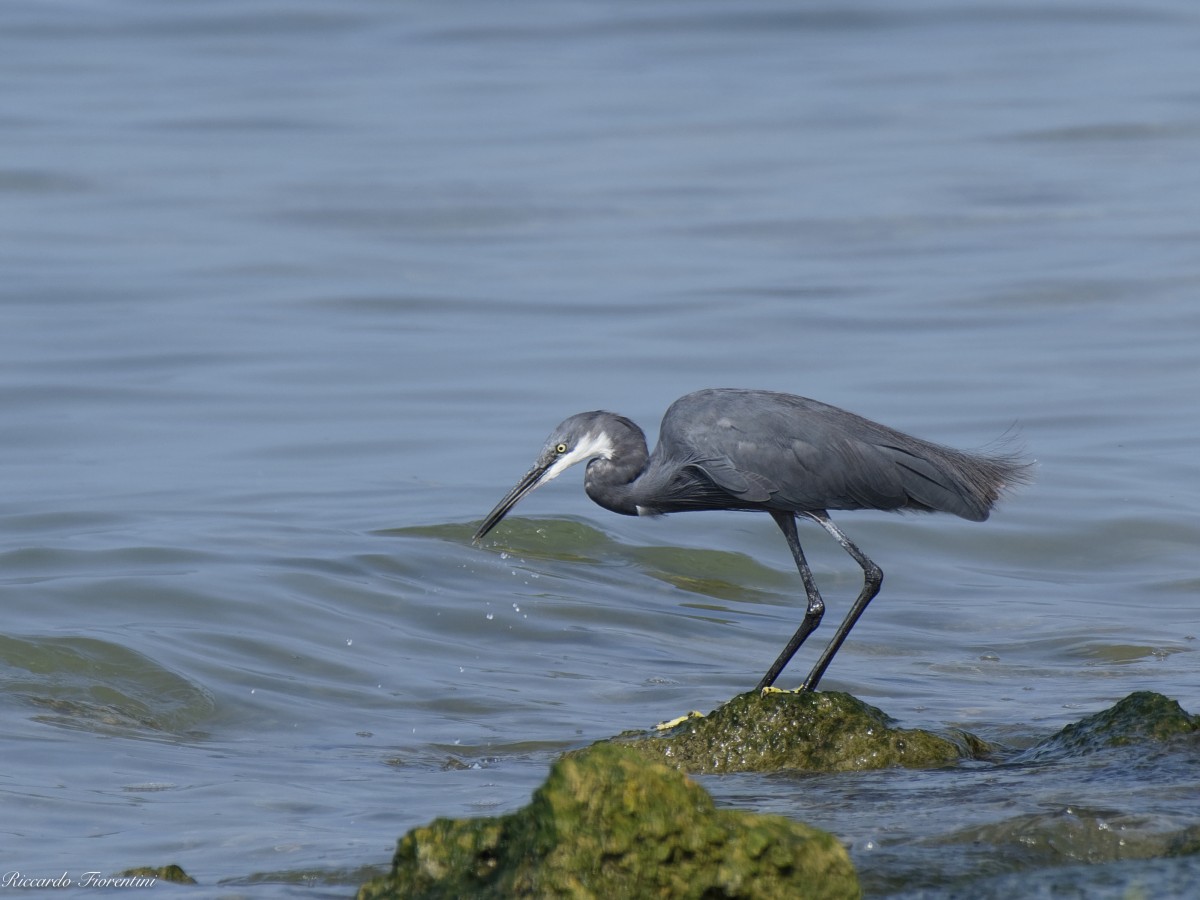 Airone schistaceo - Lazise (nautica Casarola)-2