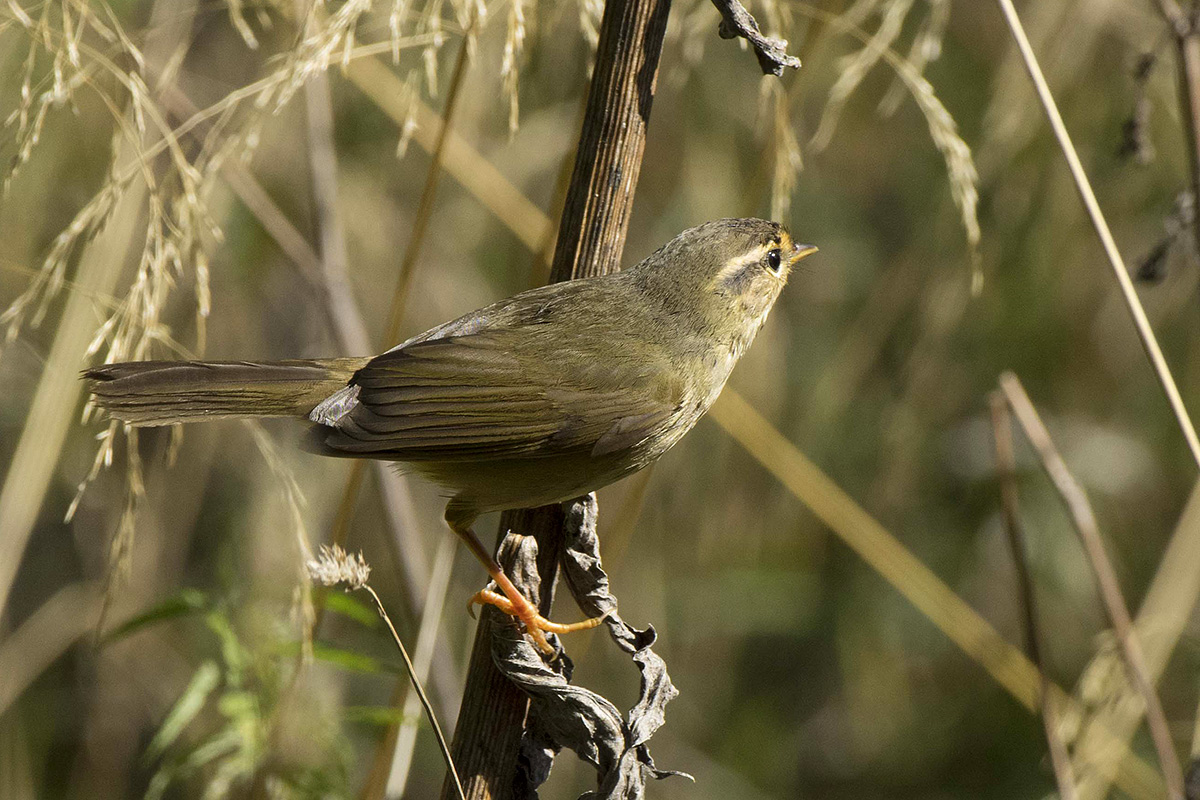 Luì di Radde • Radde's Warbler