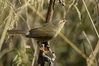 Luì di Radde • Radde's Warbler