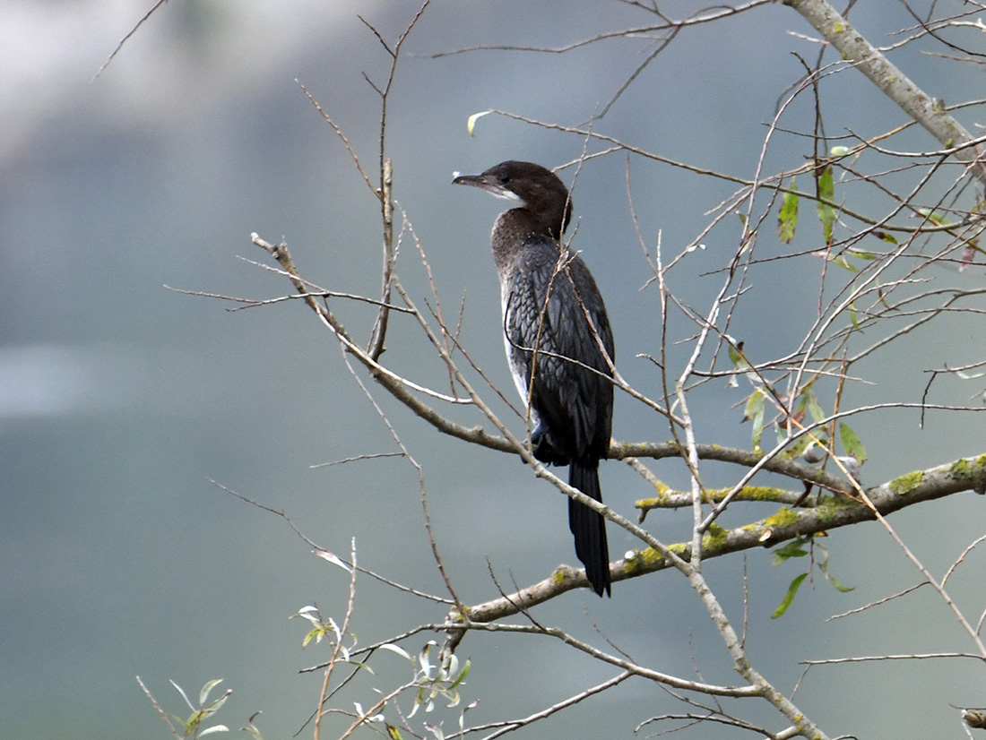 Marangone minore • Pygmy Cormorant