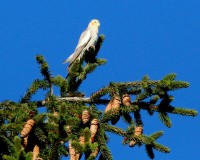 Calopsitta Nymphicus hollandicus Cockatiel