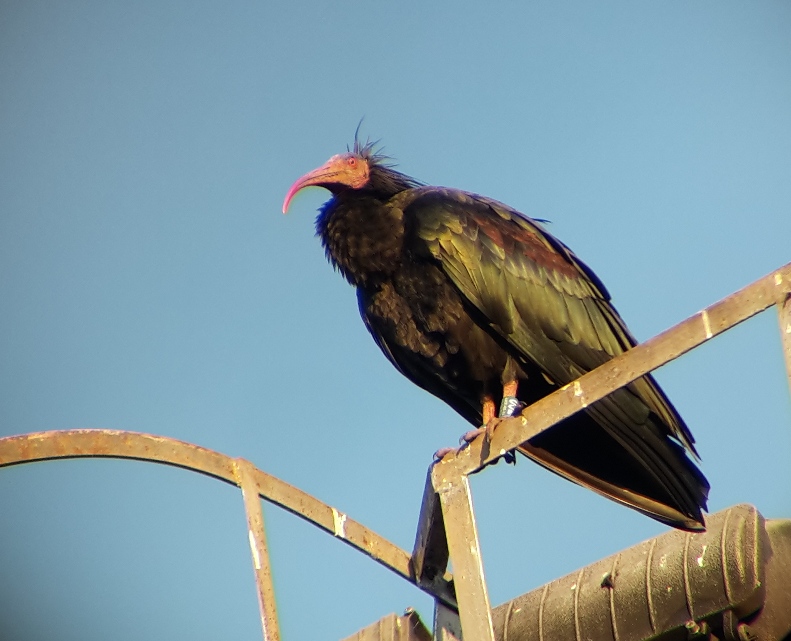 Ibis.eremita.Luna