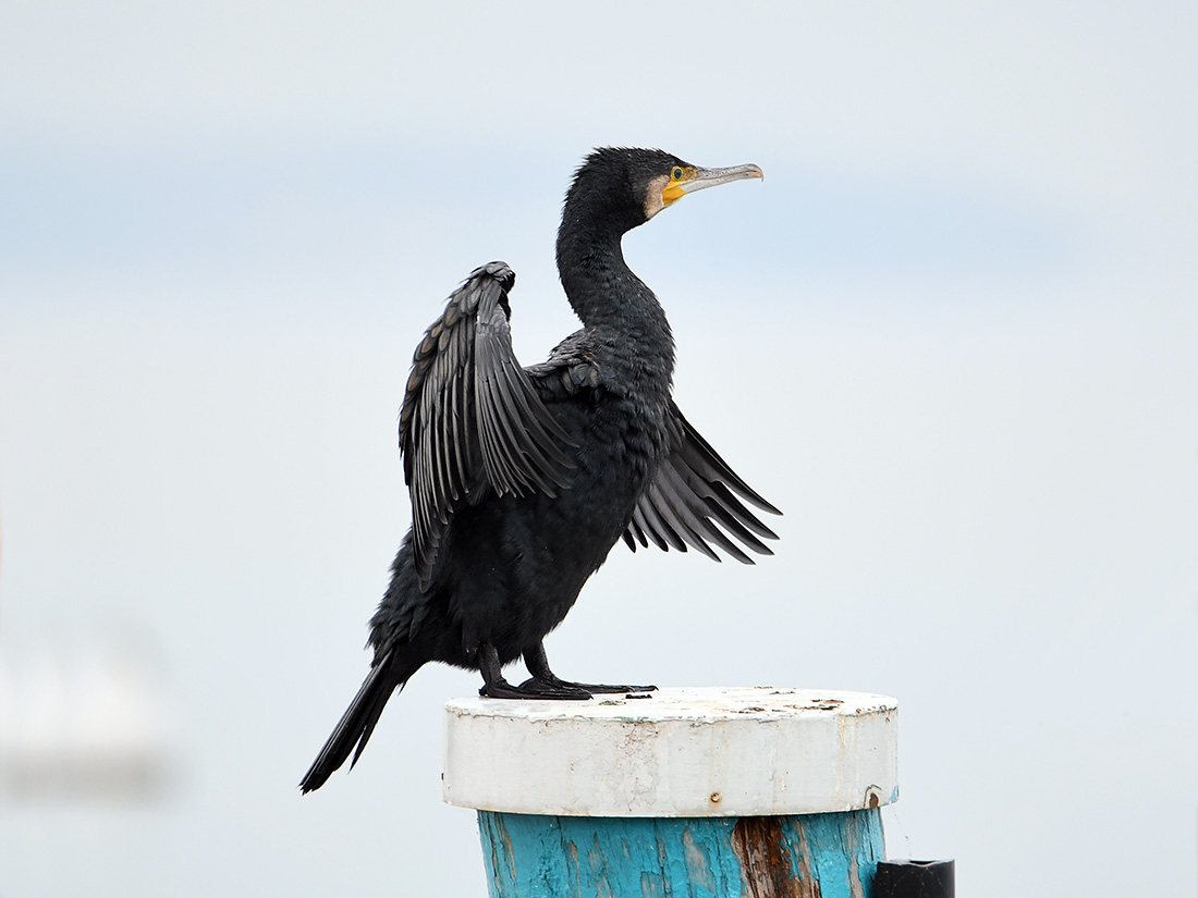 Cormorano