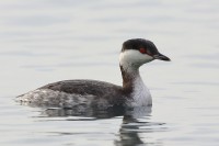 Slavonian Grebe