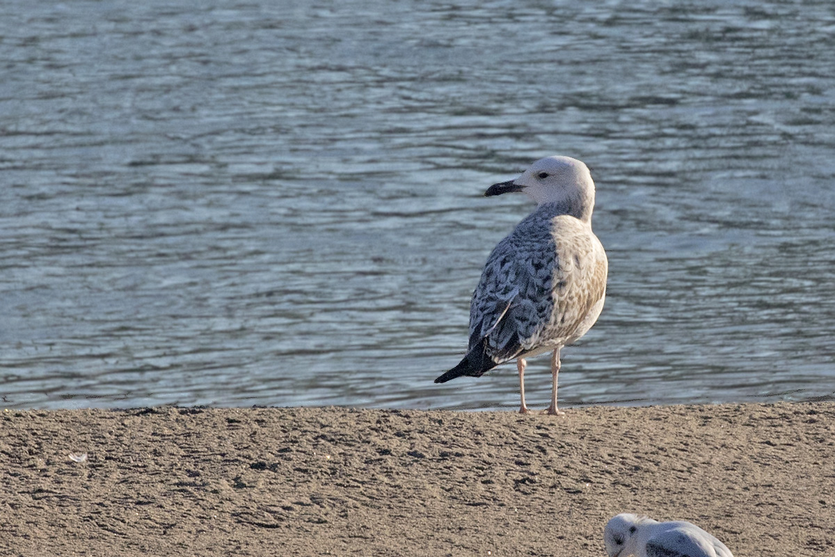 Caspian Gull