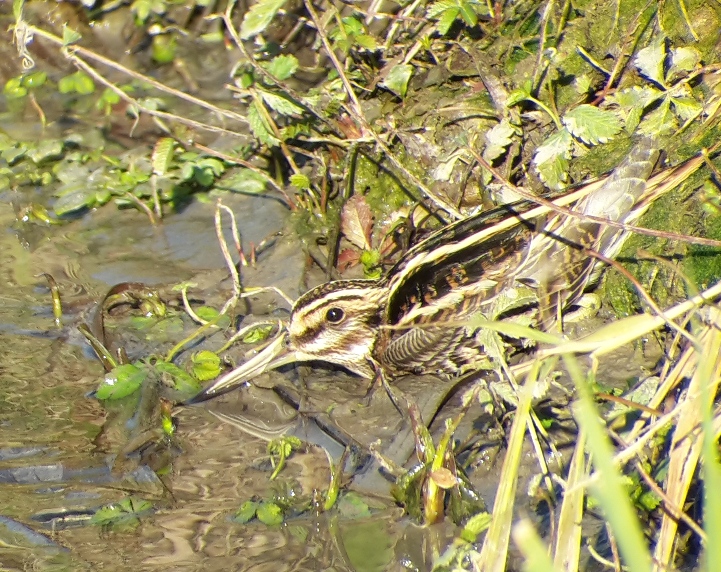 Jack Snipe