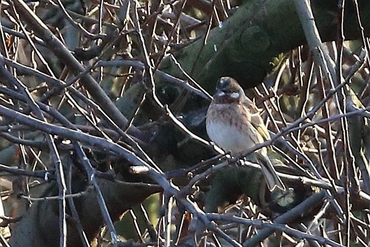 Pine Bunting