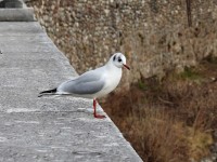 gabbiano comune censim. IWC Adige 19-01-19 (4)