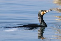 cormorano