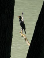 Cormorano 