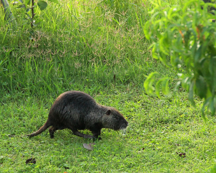 Nutria adulta 