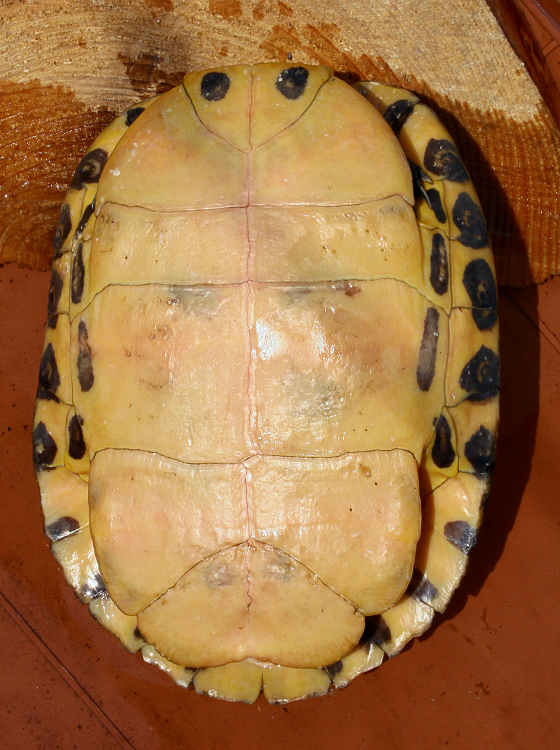 Trachemys scripta scripta 