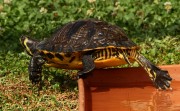 Trachemys scripta scripta 3 