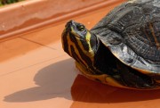 Trachemys scripta scripta 2 